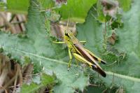 Stethophyma grossum