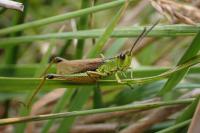 Pseudochorthippus montanus