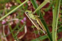 Pseudochorthippus montanus