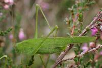 Phaneroptera falcata