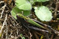 Omocestus rufipes