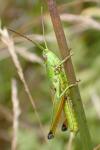 Chrysochraon dispar