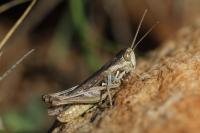 Omocestus petraeus
