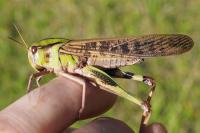 Locusta migratoria