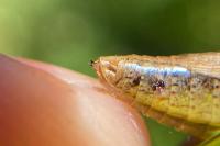 Pseudochorthippus parallelus