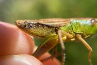 Pseudochorthippus parallelus