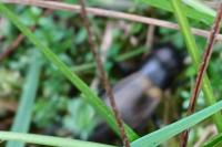 Gryllus campestris