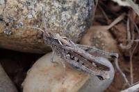 Omocestus raymondi