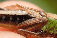 Pseudochorthippus parallelus