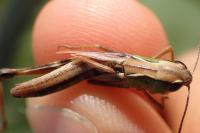 Pseudochorthippus parallelus