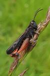 Omocestus rufipes