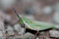 Pyrgomorpha conica