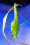 Phaneroptera