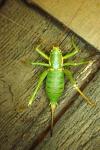 Antaxius sorrezensis