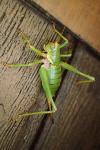 Antaxius sorrezensis