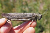 Anacridium aegyptium