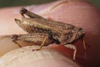 Tetrix undulata