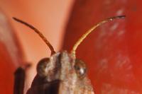 Tetrix undulata