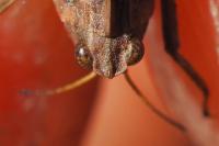 Tetrix undulata