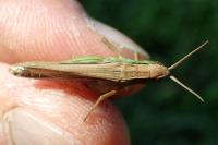 Chorthippus albomarginatus albomarginatus