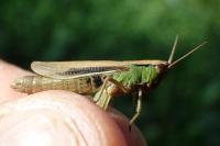 Chorthippus albomarginatus albomarginatus