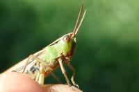 Chorthippus albomarginatus albomarginatus