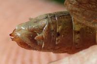 Chorthippus albomarginatus albomarginatus