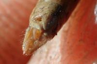 Chorthippus albomarginatus albomarginatus