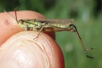 Chorthippus albomarginatus albomarginatus