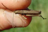 Chorthippus albomarginatus albomarginatus