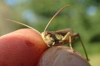 Chorthippus albomarginatus albomarginatus