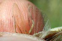 Chorthippus albomarginatus albomarginatus