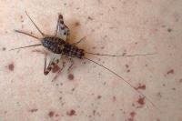 Gryllomorpha dalmatina dalmatina