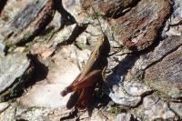 Gomphocerippus brunneus brunneus