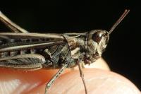 Gomphocerippus brunneus brunneus