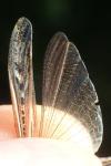 Gomphocerippus brunneus brunneus