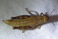 Pezotettix giornae