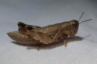 Pezotettix giornae