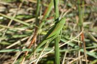 Phaneroptera