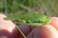 Phaneroptera