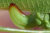 Phaneroptera