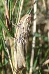 Euchorthippus declivus