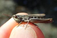 Euchorthippus declivus