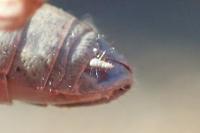 Euchorthippus declivus