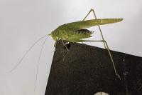 Phaneroptera nana
