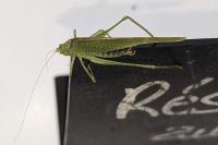 Phaneroptera nana