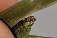 Phaneroptera nana