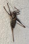 Antaxius sorrezensis