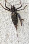 Antaxius sorrezensis