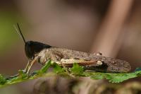 Anacridium aegyptium